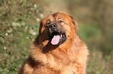 DOGUE DU TIBET 599